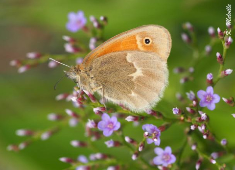 The Maritime Ringlet perched on its favorite salt marsh nectar source, sea lavender. Photo credit: K. Melville