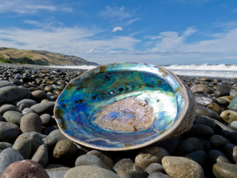 Shiny nacre of Abalone washed ashore. Credit: Pi-Lens | Nacre brillante d'un ormeau échoué sur le rivage. Crédit : Pi-Lens