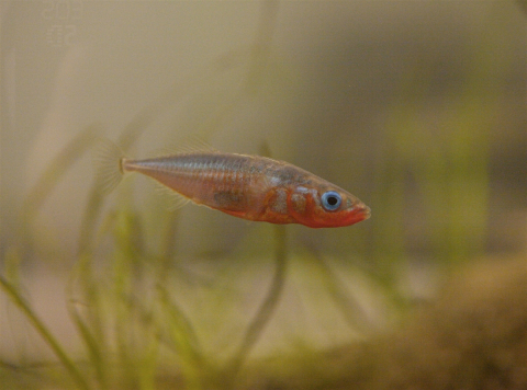 Threespine stickleback fish. Credit: Rowan Barrett / Épinoche à trois épines. Photo : Rowan Barrett