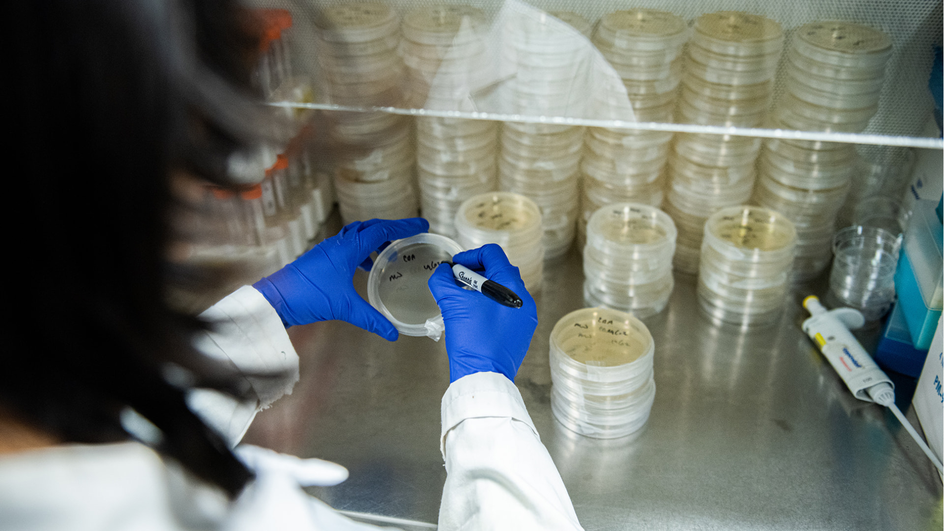 Scientist working on a petri dish