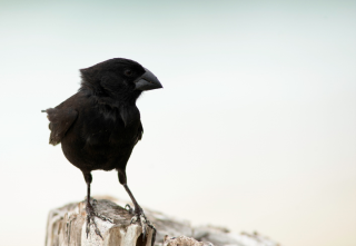 Male medium ground finch. Credit: Andrew Hendry / Pinson terrestre moyen mâle. Photo : Andrew Hendry