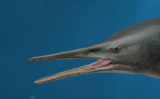 Life reconstructions of Kyhytysuka sachicarum from the Early Cretaceous of Colombia. Credit: Dirley Cortés / Reconstitution de Kyhytysuka sachicarum. Début du Crétacé, Colombie. Image : Dirley Cortés