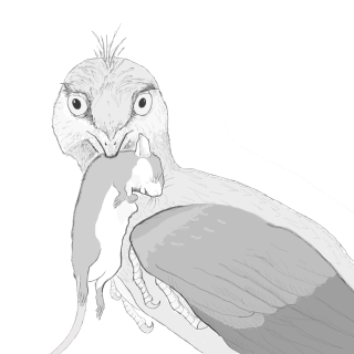 Life reconstruction of Microraptor eating a small mammal. Artwork courtesy of Hans Larsson, who retains the copyright on these images. These may be used in any article in association with this story. / Reconstitution de la vie de Microraptor mangeant un petit mammifère. Illustration reproduite avec l'aimable autorisation de Hans Larsson, qui détient les droits d'auteur sur ces images. Ceux-ci peuvent être utilisés dans n'importe quel article en association avec cette histoire.