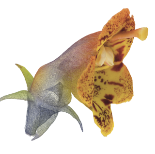 3D image of a hybridization between Rhytidophyllum auriculatum and Rhytidophyllum vernicosum. Credit: Marion Leménager