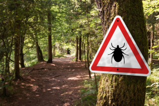 Sign warning of ticks in a forest.