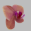 Flower of Phalaenopsis sp. Specimen from the collection of the Montreal Botanical Garden.