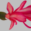 Flower of Schlumbergera sp. Specimen from the collection of the Montreal Botanical Garden. 
