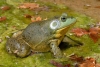 American bullfrog. Credit: Jan Van Der Voort (Hyla vzw) / Ouaouaron. Photo : Jan Van Der Voort (association sans but lucratif Hyla)