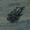 American Crocodile (Crocodylus acutus). Credit Hans Larsson / Crocodile américain (Crocodylus acutus). Photo : Hans Larsson