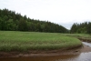 Dipper Harbour salt marsh on the Bay of Fundy, the creekbank reveals the mud rich with carbon. Photo credit: G. Chmura