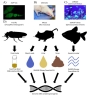 Researchers have discovered a new way to track genetically modified animals using the artificial transgenes they leave behind in the environment. Credit: Charles Xu 