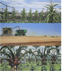 Midwest US: The top painting is based on pre-colonisation Indigenous cities and communities with buildings and a diverse maize-based agriculture. The second is the same area today, with a grain monoculture and large harvesters. The last image, however, shows agricultural adaptation to a hot and humid subtropical climate, with imagined subtropical agroforestry based on oil palms and arid zone succulents. The crops are tended by AI drones, with a reduced human presence. Credit: James McKay, CC BY-ND, The Conv