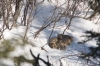 Family of Canada lynx. Credit: Emily Studd / Famille de lynx du Canada. Photo : Emily Studd