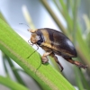 Image of the forelegs of the male diving beetle (Hydaticus pacificus). | On voit ici les pattes antérieures d’Hydaticus pacificus.