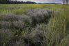 A patch of sea lavender in a Chaleur Bay marsh. Photo credit: O. Lucanus