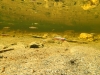 Threespine stickleback fish. Credit: Rowan Barrett / Épinoches à trois épines. Photo : Rowan Barrett