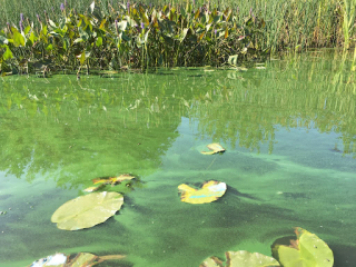 Climate change driving major algae surge in Canada’s lakes, study finds