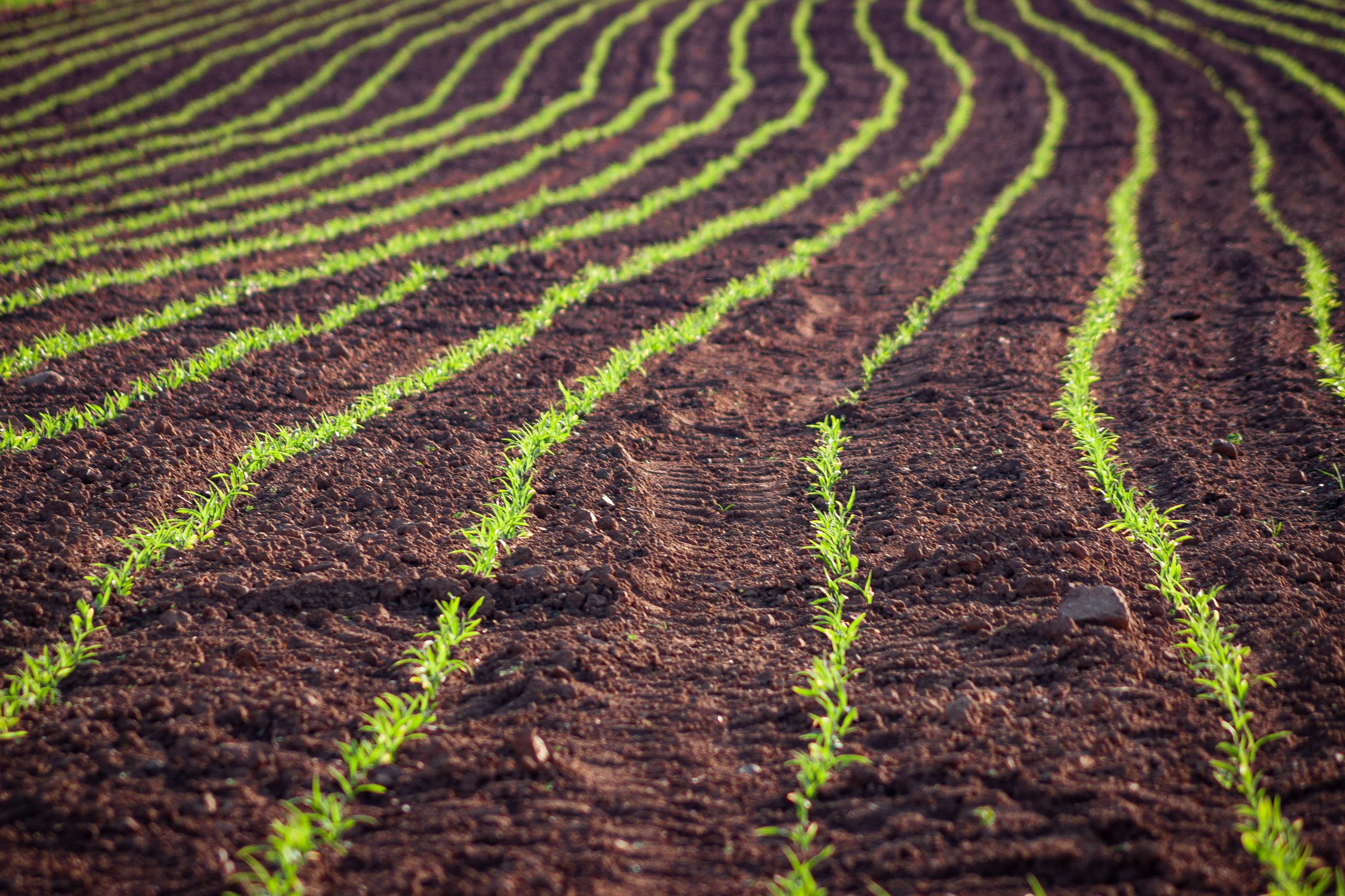 rows of plants growing in soil
