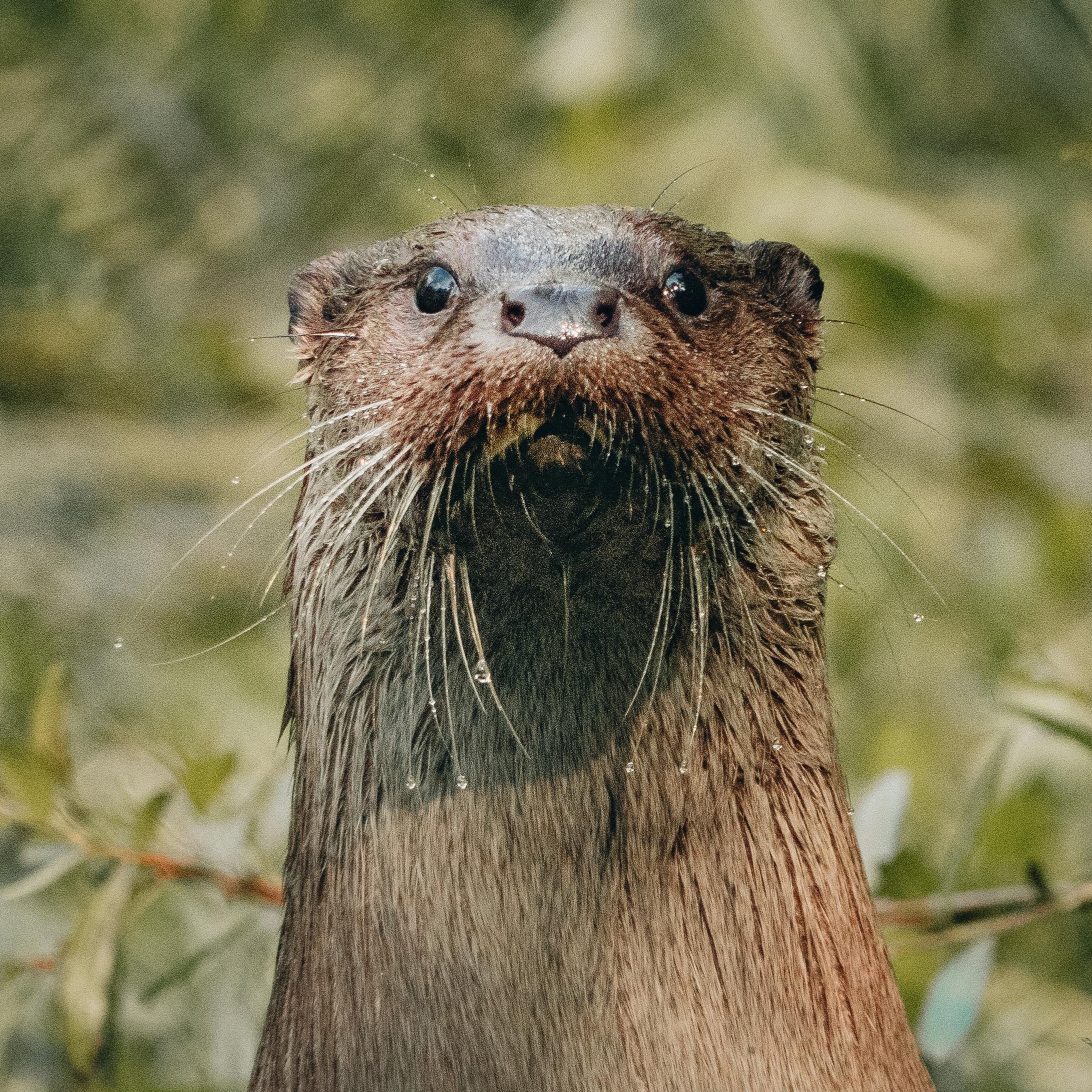Close up of an otter
