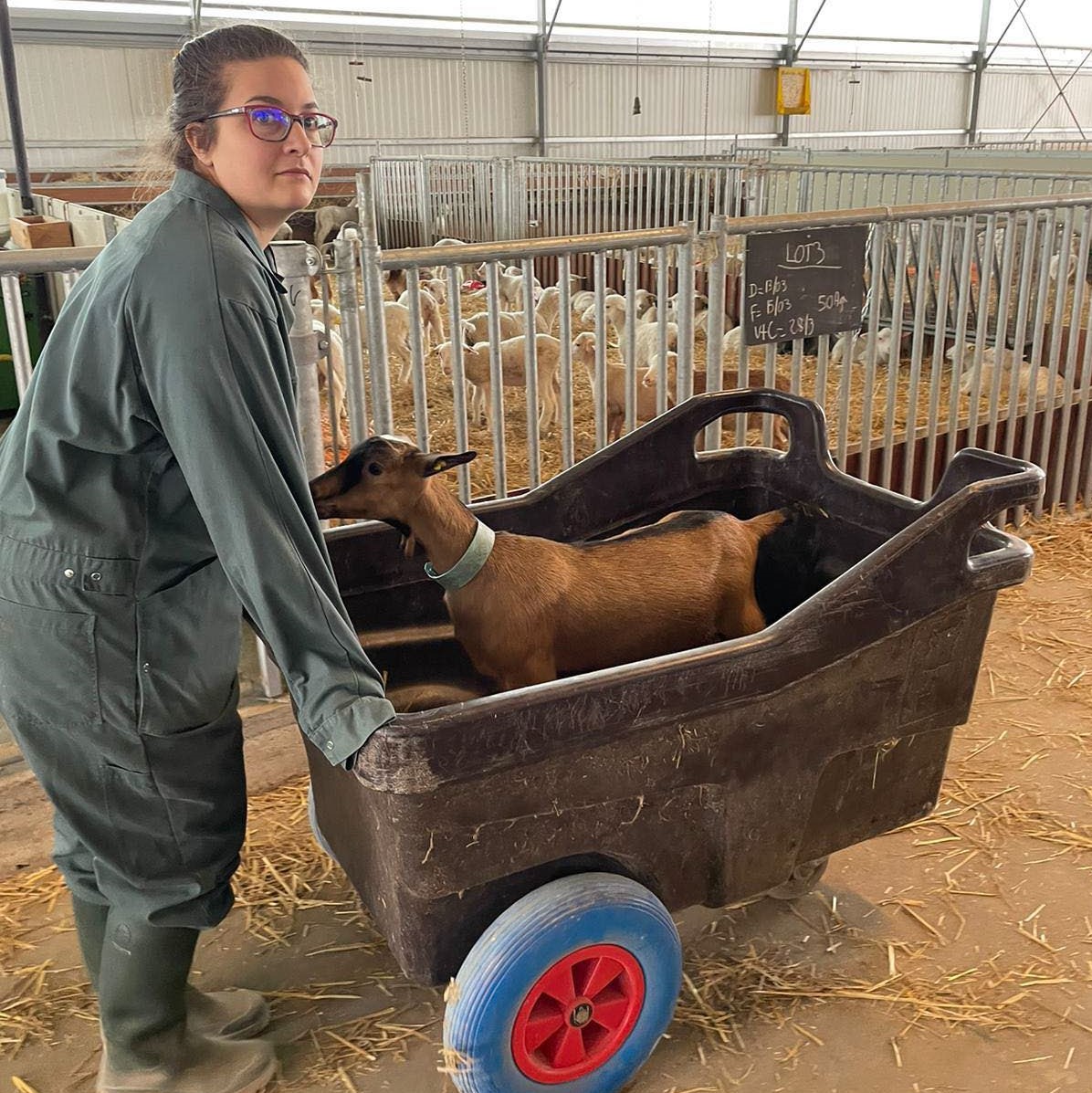 A student inside a farm facility pushes a wheelbarrow with a goat inside.