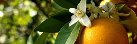 Orange fruit and blooms
