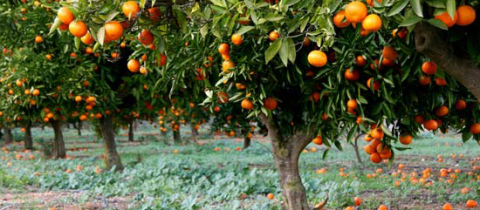 orange orchard with fruit