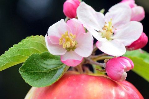 pomme rouge avec fleur de pommier rose