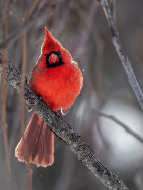 Cardinal mâle rouge perché sur une branche en hiver