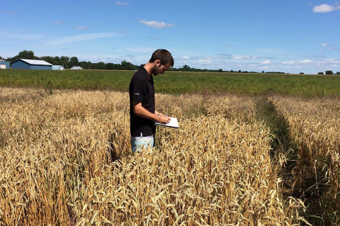student taking data on wheat crop
