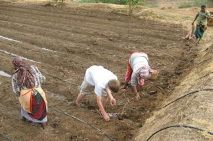 student and workers planting onions in the field
