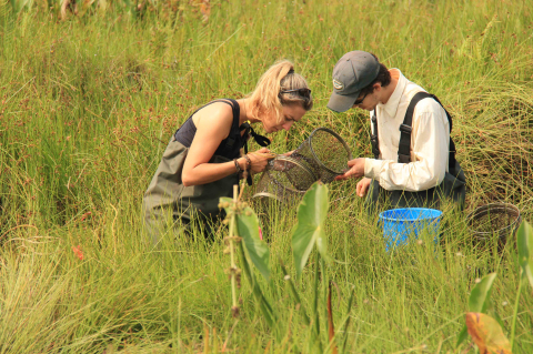 students sampling aquatic organisms in wetland