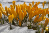 Yellow crocuses growing in the snow