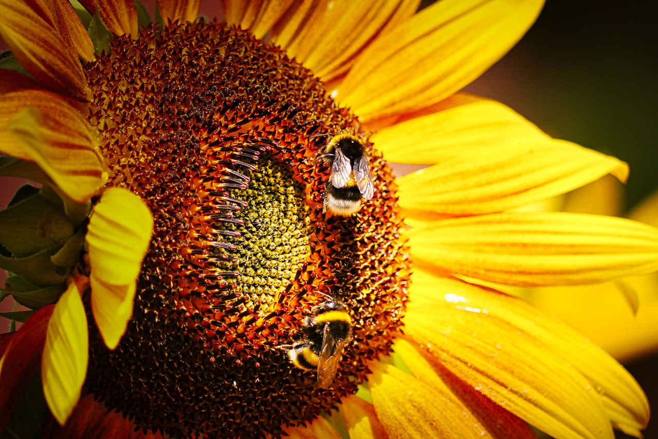 Two bumble bees pollinating a sunflower