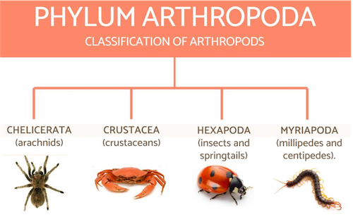 diagram of phylum arthropoda diagram of phylum arthropoda