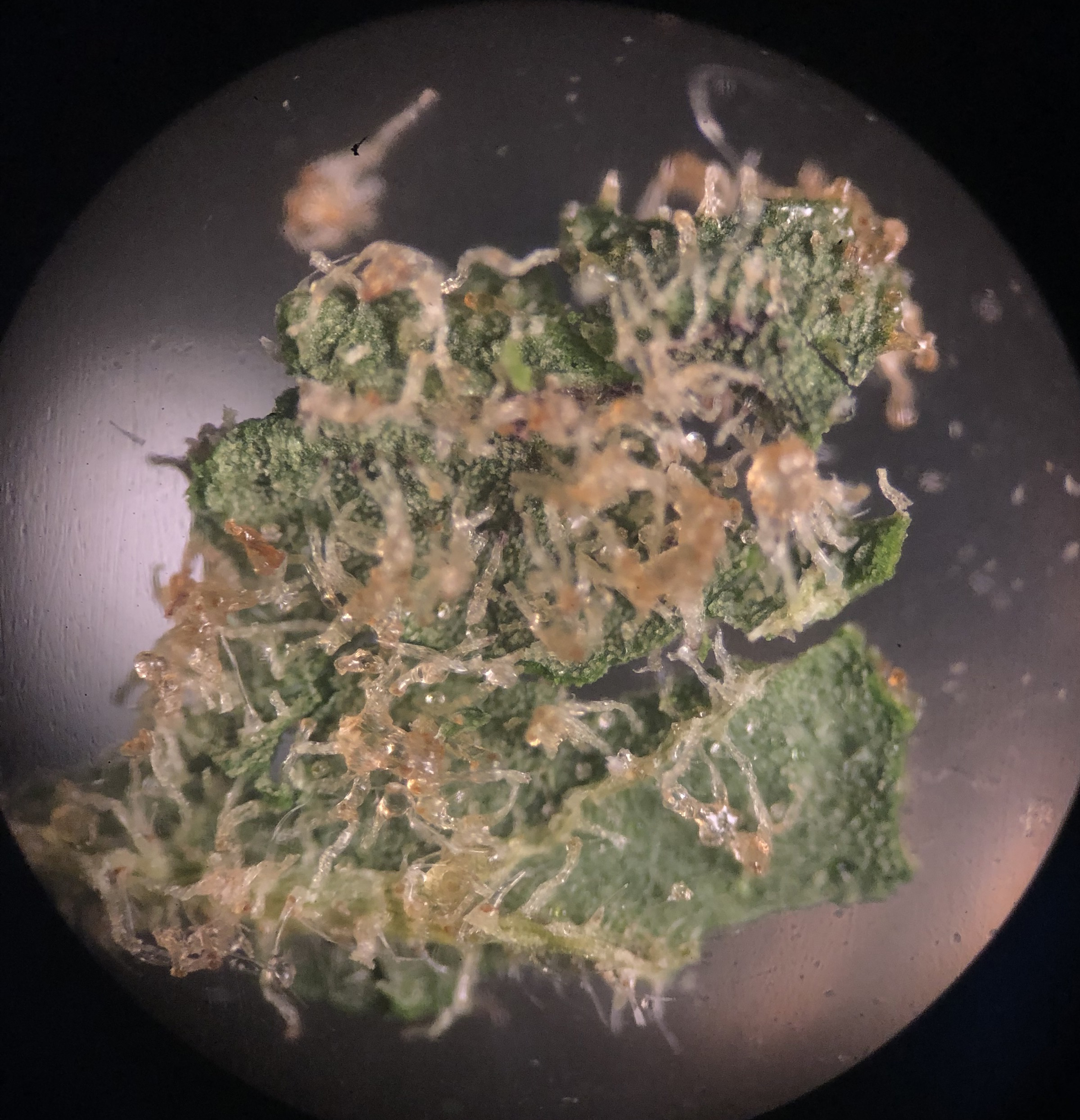 Why You Should Use A Microscope During Cannabis Cultivation - RQS Blog