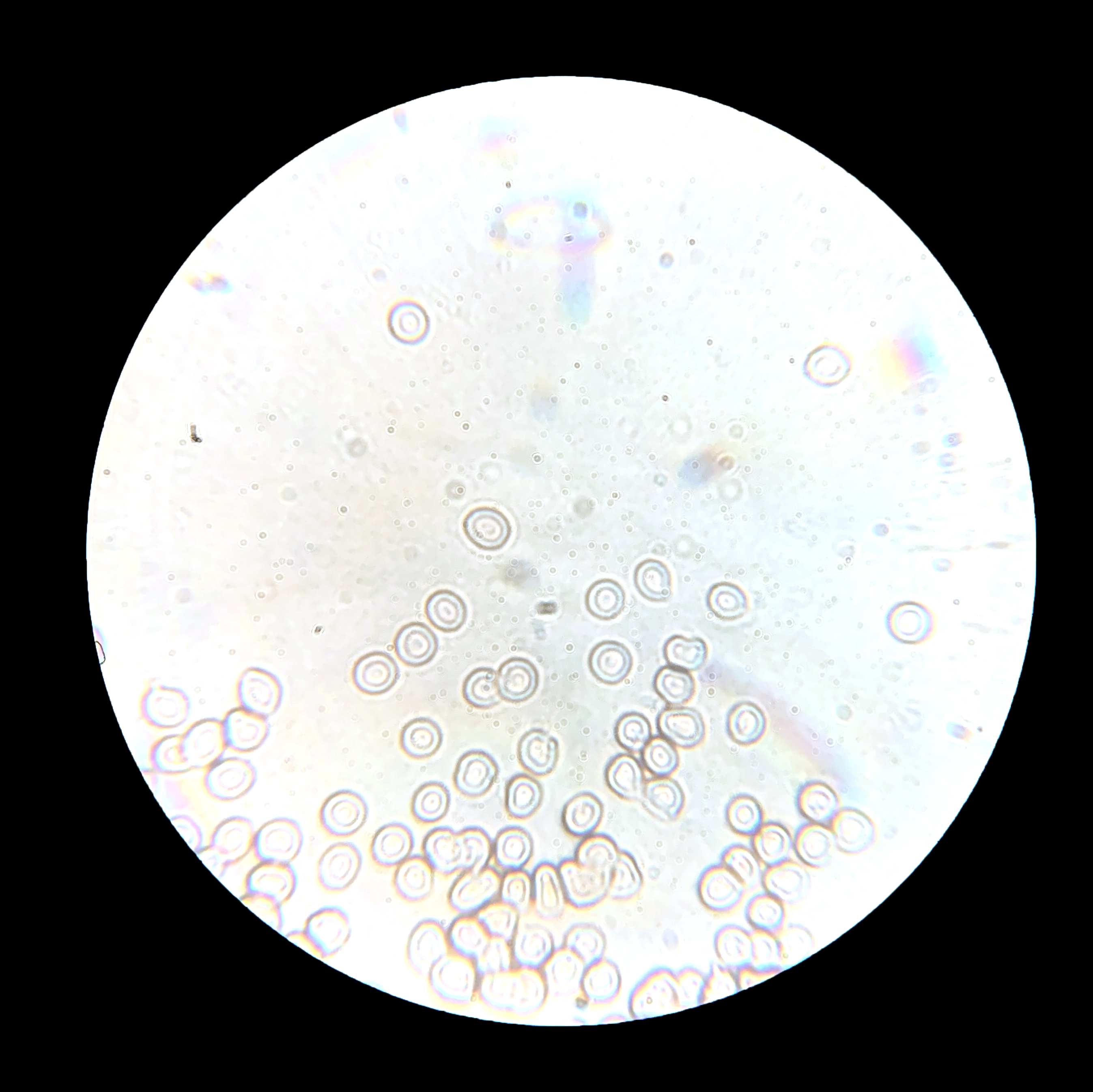 Human White Blood Cells Under Microscope