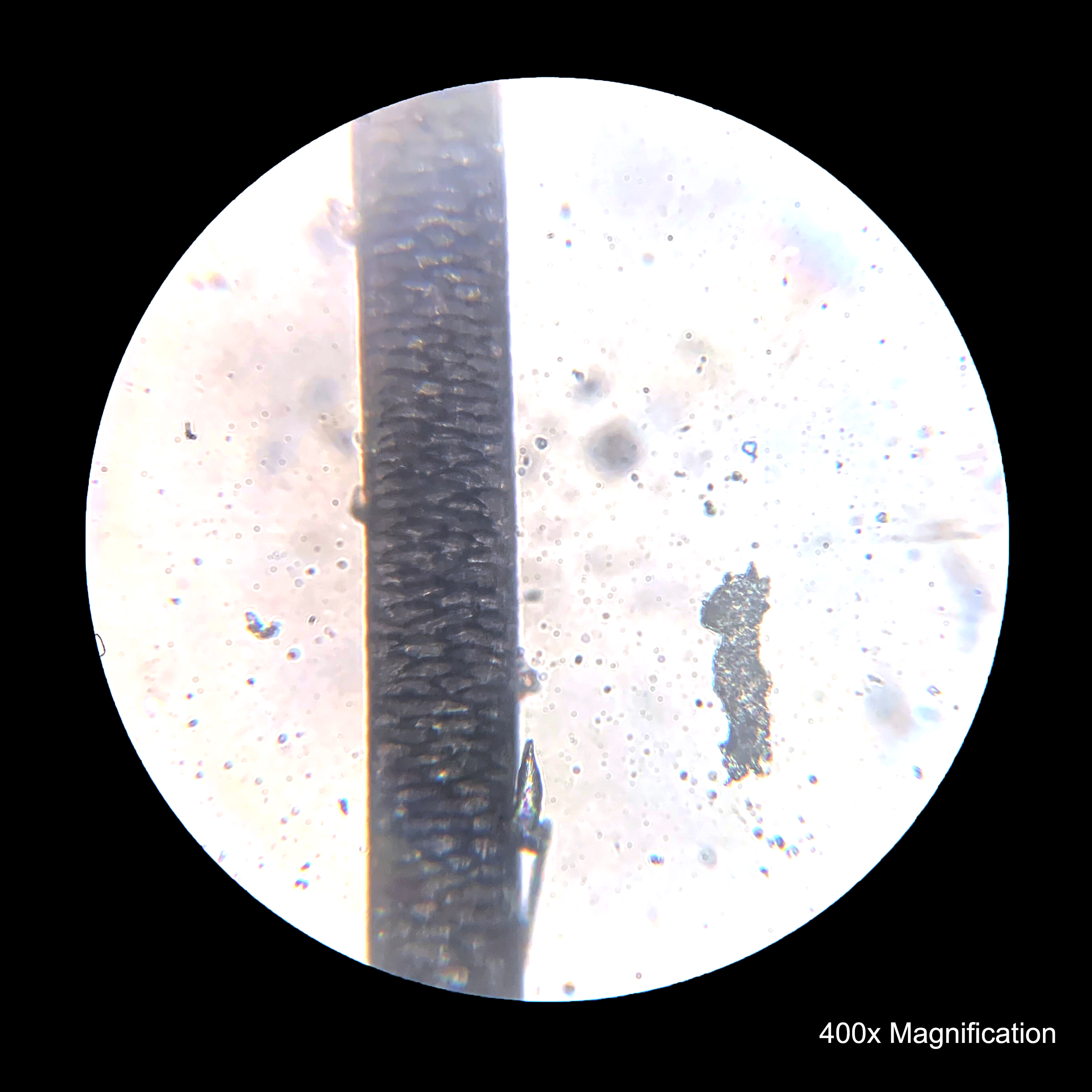 Premium Photo  Human hair under microscope 3d illustration showing the  structure of healthy human hair closeup