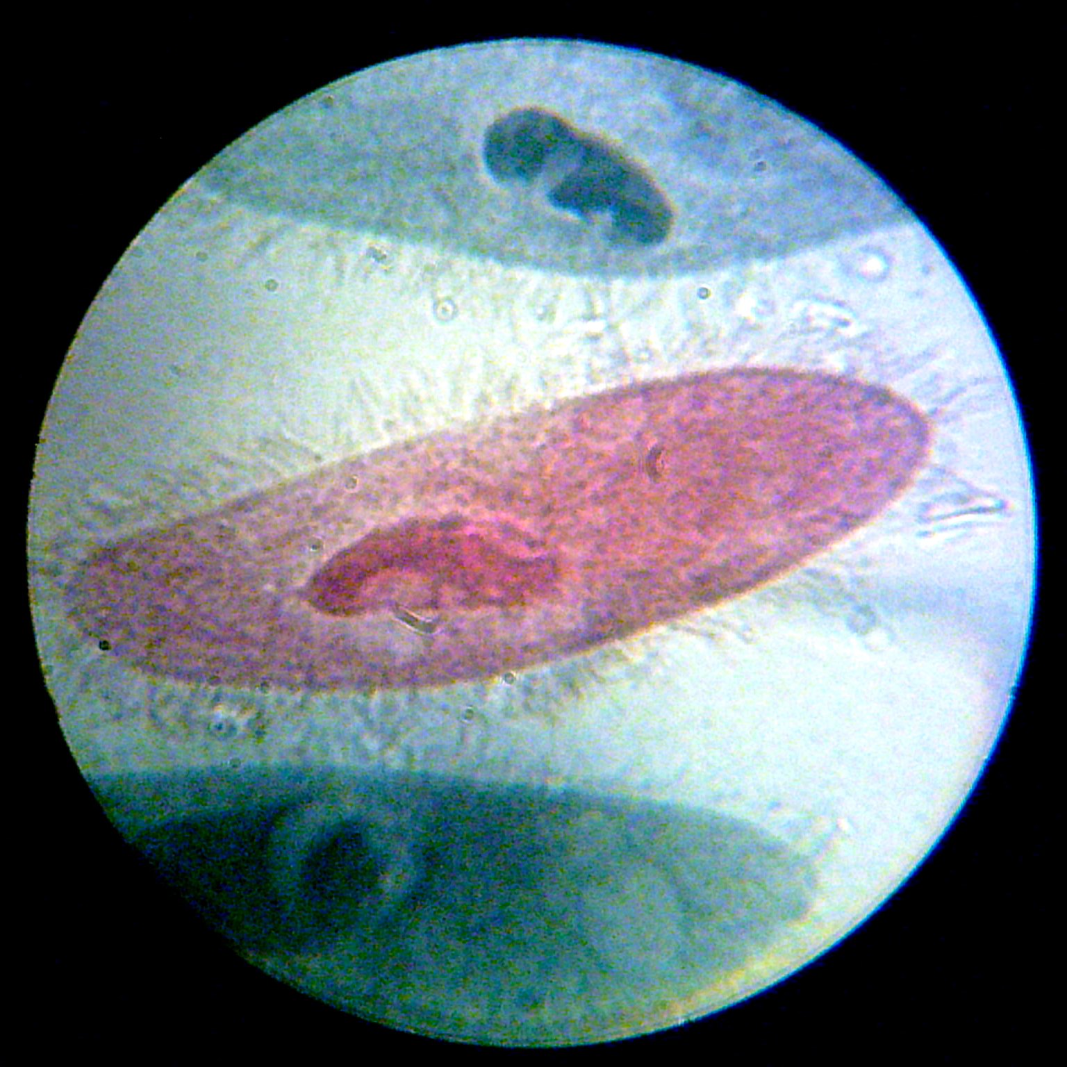 Illustrated Diagram Of Paramecium Paramecium Sp 1000x - vrogue.co