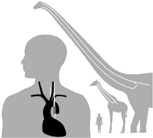 An illustration of the path of the left recurrent laryngeal nerve in a human, giraffe, and Supersaurus. (From Wedel, 2011)