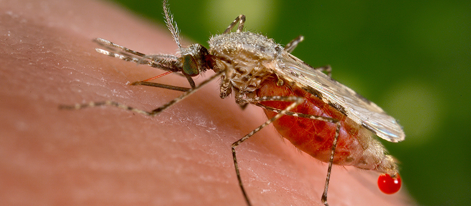 Why Mosquitos Bite You and How to Make Them Stop  Office for Science and  Society - McGill University