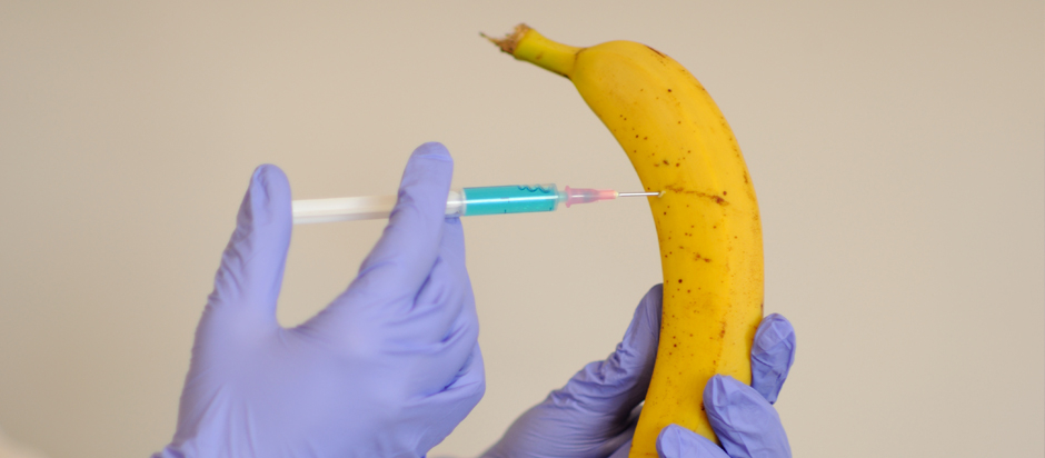 do-gmo-foods-cause-any-health-related-risks-office-for-science-and