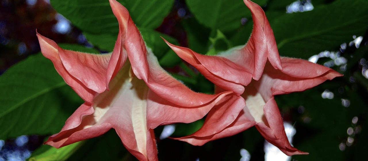 Reddish scopolamine flowers