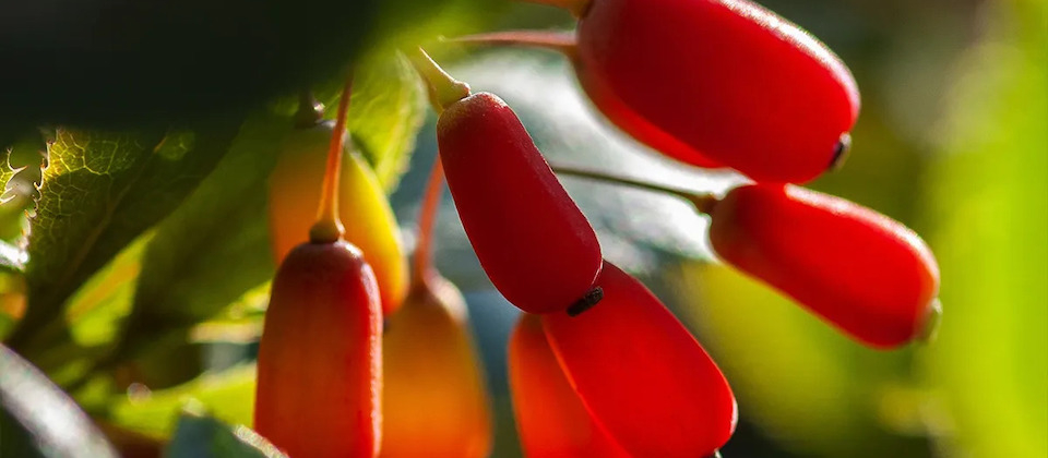 close-up of red berberine berry