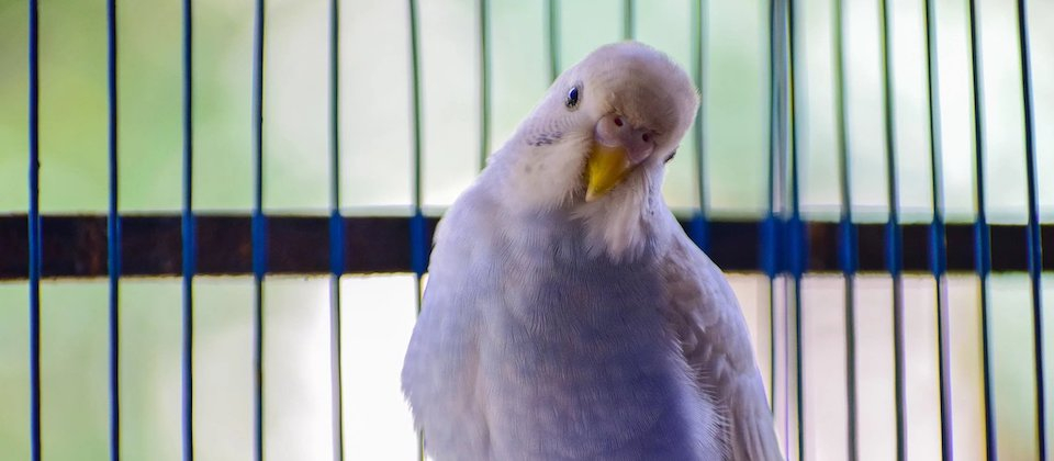 White Bird Perched on Cage