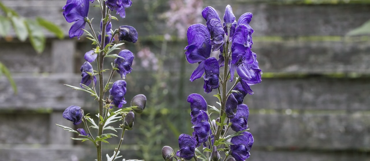 Purple wolfsbane flowers growing in front of wooden fence.