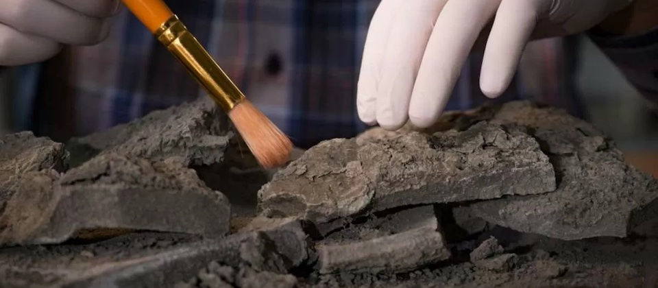 closeup of an archeologist inspecting remains