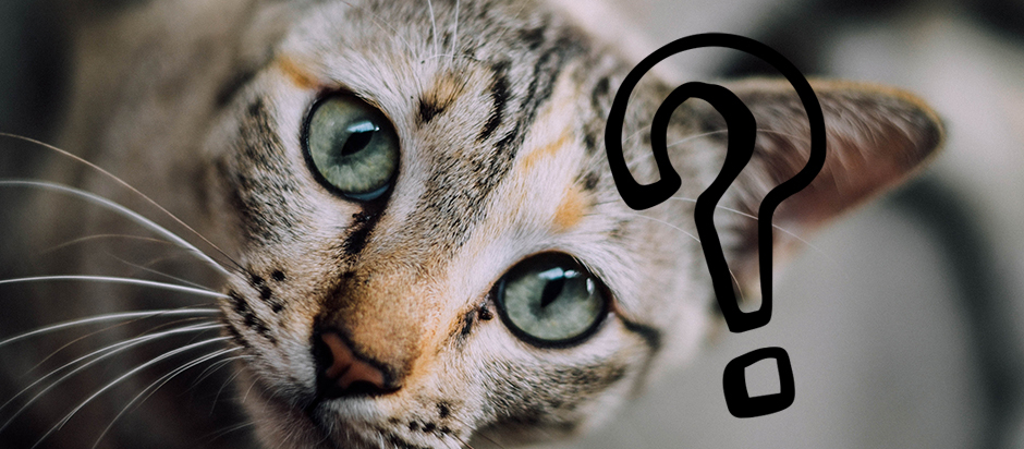 Why Does Cat Urine Smell So Bad And What Can I Do About It Office For Science And Society Mcgill University