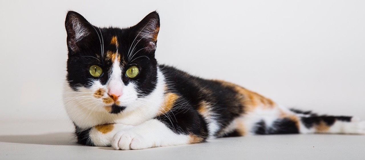Calico cats are female because sales