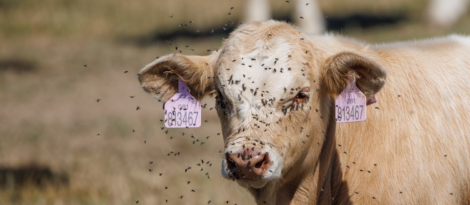 Beige cow with pink ear tags and many flies around face