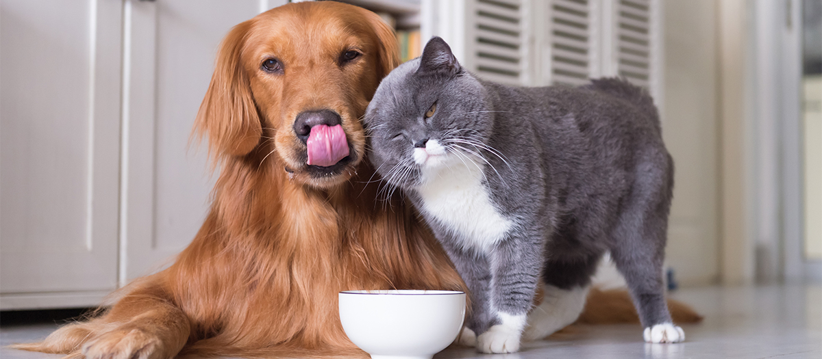 cat diet can cats eat dog food